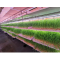 Agricultural Vertical Hydroponic fodder Greenhouses